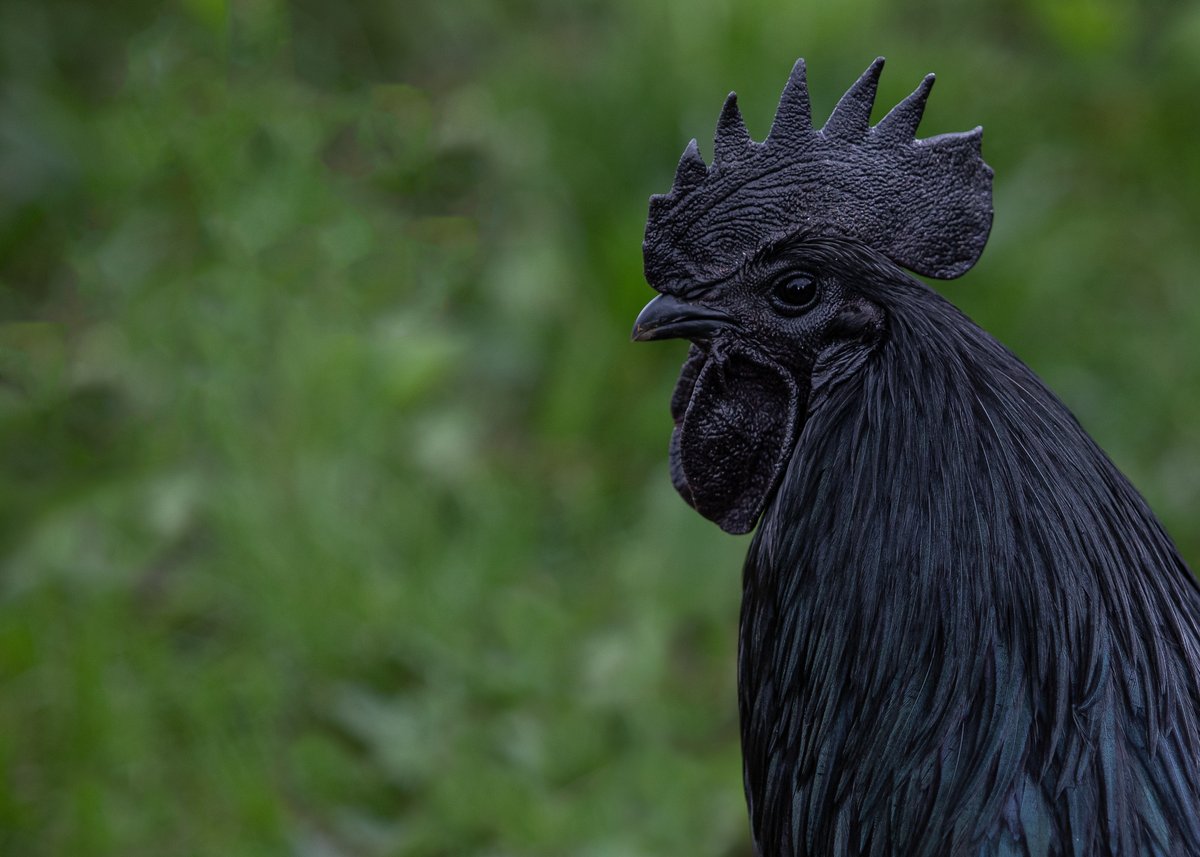 Rooster photographic artwork by Chris Ahern Photography