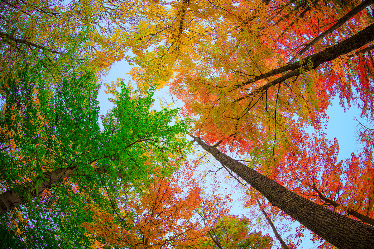 Fall Trees photographic artwork by Chris Ahern Photography