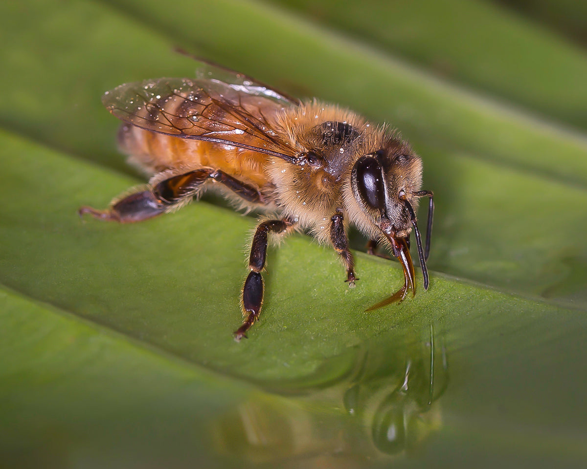 Thirsty Bee photographic artwork by Chris Ahern Photography