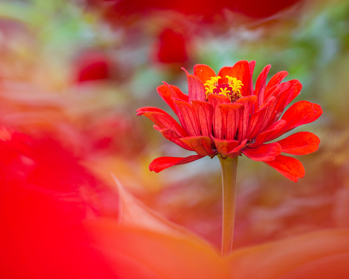 5D3 9899 photographic artwork by Chris Ahern Photography
