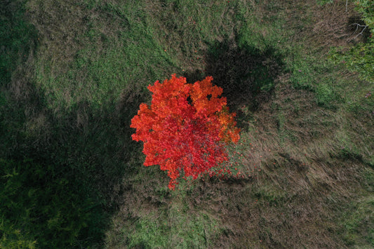 A seasonal image marking the first signs of autumn — photograph by Chris Ahern