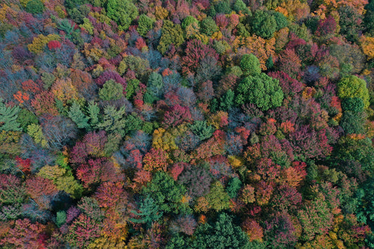 A colorful photographic composition titled Fruit Loops — photograph by Chris Ahern